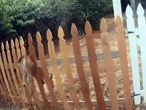 A fawn in trapped in a fence in Eugene, Ore. (YouTube screen grab)