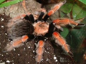 A Mexican fireleg tarantula (like the one seen here in this file photo) is among the creatures stolen from the Philadelphia Insectarium and Butterfly Pavilion on Aug. 22, 2018.