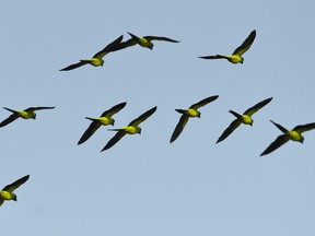 A group of Yellow-chevroned Parakeets (Brotogeris chiriri) overflies the Paraguay river, in Caceres, Brazil, the gateway to the Pantanal, on August 25, 2014.