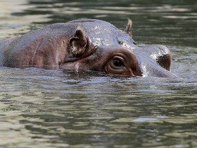 A hippo swims in its enclosure at the Schoenbrunn zoo on a warm and sunny day in Vienna, Austria, Friday, July 27, 2018. (AP Photo/Ronald Zak)