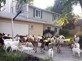 Scores of goats much on the flora and fauna in a residential area of Boise, Idaho, Friday, Aug 3, 2018. (Ruth Brown/Idaho Statesman via AP)