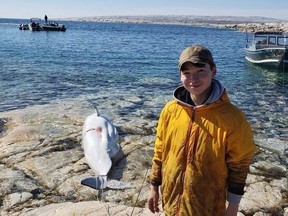 Albert Netser tweeted this picture of his 16-year-old son Nangaat standing on a rock in Rankin Inlet, Nunavut with his first harvested beluga whale on Monday in this handout photo. Netser says he didn't expect to be at the brunt of controversy.