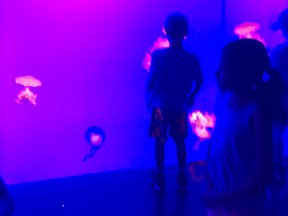 Kids gaze in awe at the jellyfish exhibit at Ripley’s Aquarium in downtown Toronto.