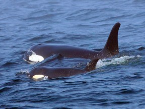 In this Tuesday, Aug. 7, 2018, Southern Resident killer whale J50 and her mother, J16, swim off the west coast of Vancouver Island near Port Renfrew, B.C.