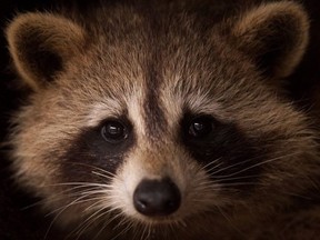 081818-OTT0404-RACCOON4