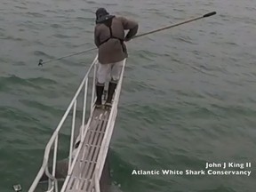 A white shark leaps out of the water, shocking a senior biologist with the state Division of Marine Fisheries. (Atlantic White Shark Conservancy/Facebook)
