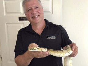 In this Aug. 28, 2018 photo provided by Hamilton College, campus security person Don Croft holds a five-foot snake that he retrieved from a student's dormitory room at Hamilton College in Clinton, N.Y. (Francis S. Coots/Hamilton College via AP)