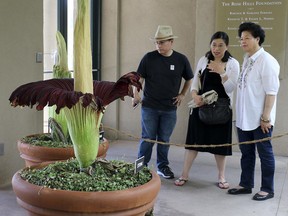Visitors look at the so-called corpse flower, known for the rotten stench it releases when it blooms, at the Huntington Library Friday, Aug. 17, 2018, in San Marino, Calif. (AP Photo/Ariel Tu)
