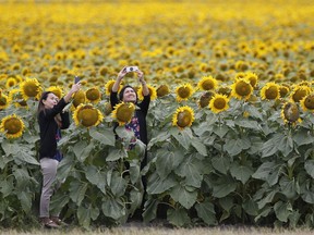 People stop to take photos in a Bruce Stewart's sunflower field just outside Winnipeg, Manitoba Tuesday, July 31, 2018. Stewart is concerned that the amateur photographers are damaging his crop.