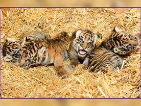 The Aug. 23, 2018 photo provided by Tierpark Berlin Friday, Aug. 24, 2018 shows four rare Sumatran tigers - two female and two male cubs - who were born on Aug. 4.