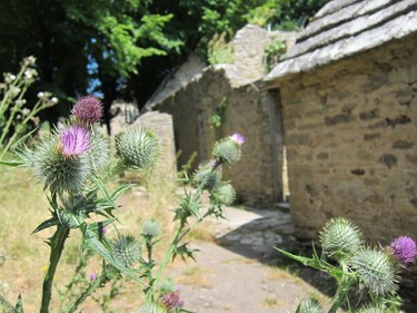 In this July 8, 2018 photo, thistles grow beside a row of ruined cottages, in the English "ghost village" of Tyneham, near the Dorset coast. The military took it over in 1943, at the height of World War II, to provide more land for training, and has never given it back. The village has since fallen into disrepair, making it a striking and rare reminder of the sacrifices made by ordinary people during war.