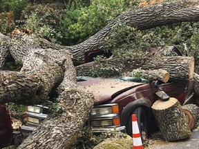 A centuries-old massive oak tree crushed this truck after sections of it came crashing down overnight damaging parked vehicles in a neighbourhood in Pleasant Hill, Calif., Thursday, Aug. 30, 2018.