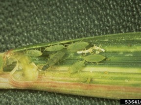 This 2008 image shows a colony of Russian wheat aphids in a wheat leaf.