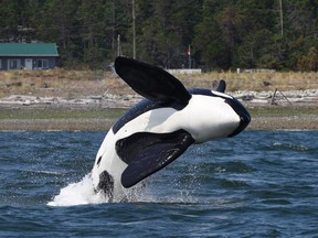 Scientists have coaxed a large male killer whale, shown in this handout image, out of a British Columbia harbour by playing recorded sounds of other orcas to the animal.