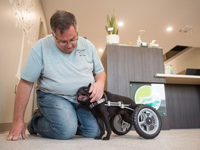 Isaac, a pug with spinal issues making his back legs inoperable, uses his wheeled cart at the Veterinary Mobility Centre on McAra Street. He is seen with Daryl Fraess, owner/operator of Just Us Dogs Pet Care.
