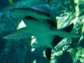 In this file photo taken on April 26, 2012 a bonnethead shark swims at the Aquarium of the Pacific in Long Beach, California. (JOE KLAMAR/AFP/Getty Images)
