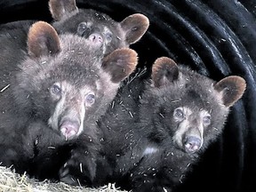 The three bear cubs found in Banff National Park and rehabilitated in Ontario. They were returned to Banff park in the summer of 2018. (Postmedia Archives)