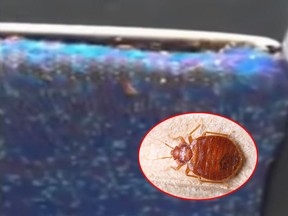 A viral video shows a bed bug infestation aboard a Philadelphia bus. (6ABC/Getty Images)