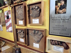 In this Sept. 12, 2018 photo, hand casts are seen in the Bigfoot Museum in Hastings, Neb.  (Carissa Soukup /The Independent via AP)