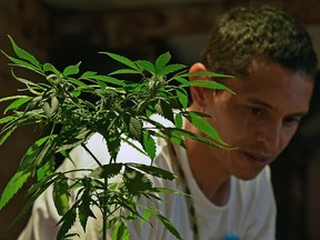 A marijuana plant is seen at a fair of products and derivatives of marijuana for medicinal use in Bogota, Colombia, on December 22, 2015. (Getty Images)