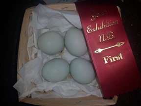 A box of Kyrie Ann Neves's prize-winning blue chicken eggs are shown in this undated handout photo.