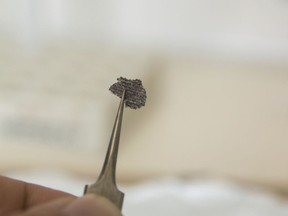 This undated photo provided by Ilya Bobrovskiy in September 2018 shows a fragment from a Dickinsonia fossil. The object is about 5 mm long.