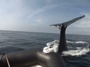A video showing a humpback whale colliding with an inflatable tour boat off the coast of Nova Scotia is making waves online. (David Mulder/YouTube)