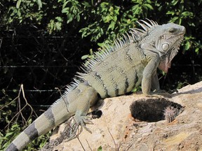 A resting iguana. (Postmedia file photo)