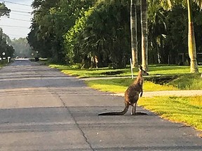 A kangaroo crosses the street on Tuesday, Sept. 25, 2018, in Jupiter, Fla.