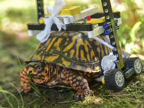 In this Sept. 6, 2018 photo provided by the Maryland Zoo, a wild turtle with a broken shell gets around on a wheelchair made of Legos while on the mend at the zoo in Baltimore. News outlets reported that veterinarians had performed surgery on the grapefruit-sized eastern box turtle found in July with fractures to the underside of his shell.