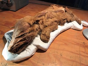 A mummified wolf pup is seen in this undated handout photo. (THE CANADIAN PRESS/HO, Government of Yukon)
