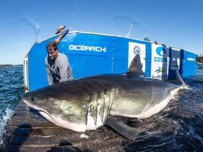 Hal, a 13-foot great white shark found off the coast of N.S. on Saturday, Sept.29, 2018, is shown in a handout photo.