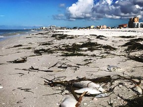 Dead fish mixed in with seaweed on Treasure Island, Fla.,  Monday, Sept. 10, 2018.