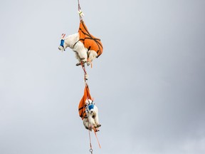 Goats are sedated and blindfolded before being put into harnesses as part of the goat relocation project, on Thursday, September 13, 2018, on Hurricane Ridge in the Olympic National Park, Wash.