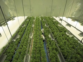 Staff work in a marijuana grow room that can be viewed by at the new visitors centre at Canopy Growths Tweed facility in Smiths Falls, Ontario on Thursday, Aug. 23, 2018. (THE CANADIAN PRESS/Sean Kilpatrick)