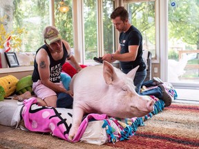 Canadian authors Steve Jenkins and Derek Walter spend time with their pig Esther at their animal sanctuary in Campbellville, Ont., on Wednesday, July 11, 2018. Steve Jenkins says Esther the Wonder Pig's breast cancer has been fixed through surgery, which occurred last month. Jenkins says Esther was diagnosed with cancer in early August and doctors also found a stomach ulcer that was causing her pain.THE CANADIAN PRESS/Hannah Yoon