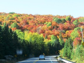The colours are especially vibrant along Highway 60 cutting through Algonquin Provincial Park. (Barbara Fox /Special to Postmedia News)