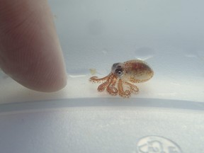 This Aug. 1, 2018 photo provided by the National Park Service shows a baby octopus next to a woman's finger inside a plastic container at Kaloko-Honokohau National Historical Park in waters off Kailua-Kona, Hawaii. (Ashley Pugh/National Park Service via AP)
