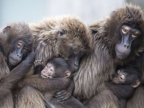 In this Jan 3, 2018 photo several female Gelada baboons, also known as bleeding-heart baboons, cuddle with their youngs in order to keep warm at the Wilhelma zoo in Stuttgart, Germany. (Sebastian Gollnow/dpa via AP/FILE PHOTO)