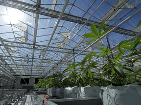 FILE - In this Sept. 25, 2018, file photo, marijuana plants are shown growing in a massive tomato greenhouse being renovated to grow pot in Delta, British Columbia, that is operated by Pure Sunfarms, a joint venture between tomato grower Village Farms International, and a licensed medical marijuana producer, Emerald Health Therapeutics. China has become the latest Asian country to warn its citizens in Canada about marijuana after it was legalized for recreational use there.