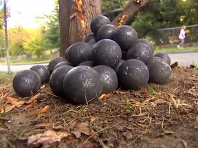 Thousands of metal balls rolled down a Seattle street, leaving motorists stunned. (YouTube/AP)