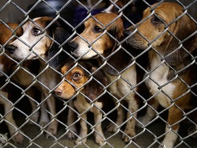 Rescued beagles peers out from their kennel at the The Lehigh County Humane Society in Allentown, Pa., Monday, Oct. 8, 2018.