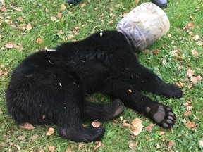 The Maryland Department of Natural Resources rescued this bear cub who had its head stuck in a bucket for three days. (Facebook)