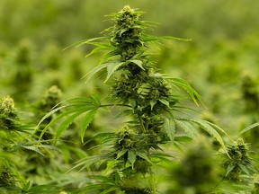 A flowering cannabis plant is seen during a tour of the Hexo Corp. facility, Thursday, October 11, 2018 in Masson Angers, Que. (THE CANADIAN PRESS/Adrian Wyld)