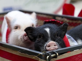 Therapy pigs Thunder, left, and Bolt, make their first visit to Tampa General Hospital in Tampa, Fla., on December 15, 2017. (THE CANADIAN PRESS/AP, Tampa Bay Times - Alessandra Da Pra)