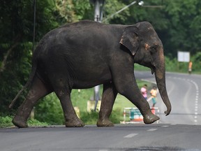 An elephant crosses the road in India. (Getty Images)