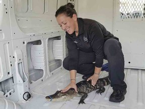 This Monday, Oct. 8, 2018, photo provided by the City of Waukegan, Ill., shows Nicole Garza, an animal control officer for Waukegan police, holding down a 4-foot alligator in a van after animal control workers helped capture it from Lake Michigan. (David Motley/City of Waukegan via AP)