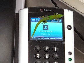 This Oct. 3, 2018, photo provided by The Marine Mammal Center hospital director Claire Simeone shows a gecko on a phone at the centre in Kailua Kona, Hawaii.