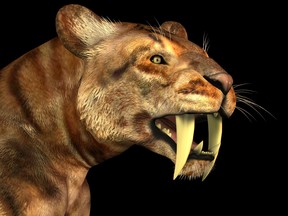 The Saber-tooth Cat also called Smilodon was a large predator that lived in the Eocene to Pleistocene Eras in North and South America. (iStock/Getty Images Plus)