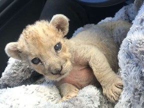 This image released on Friday, Oct. 26, 2018 by the Douane Francaise (French Customs) shows a female lion cub found in a garage in Marseille, southern France. (Douane Francaise via AP)